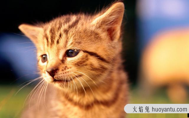 猫咪呕吐(猫咪呕吐没消化的猫粮)