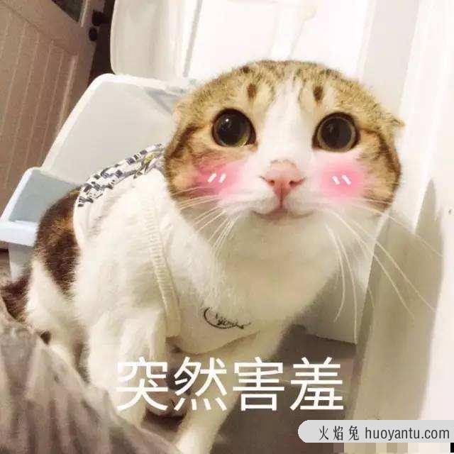 小猫怎么分公母(小猫怎么分公母图解)