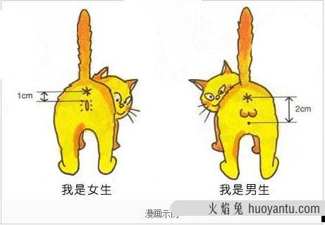 小猫怎么分公母(小猫怎么分公母图解)