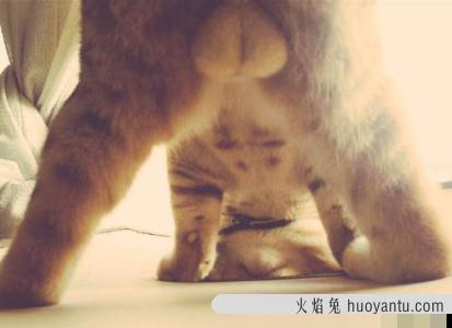 小猫怎么分公母(小猫怎么分公母图解)