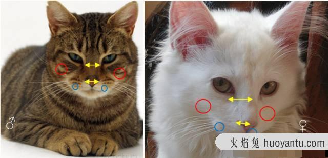 小猫怎么分公母(小猫怎么分公母图解)