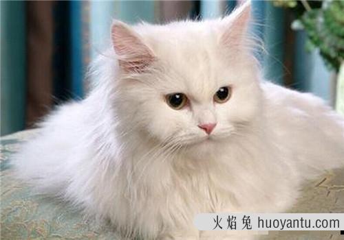 小猫怎么分公母(小猫怎么分公母图解)