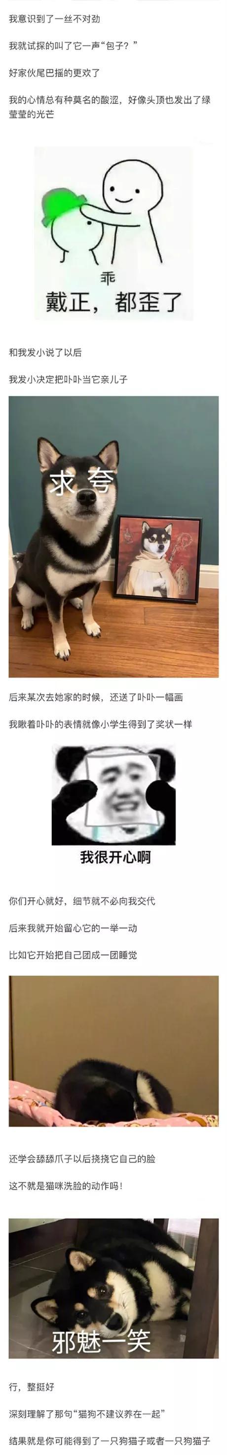 母猫叫个不停怎么办(母猫叫声唤小猫)