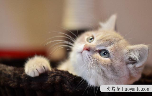 猫砂推荐(性价比高的猫砂推荐)