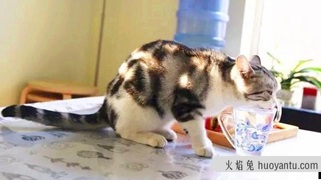 猫咪摇尾巴是什么意思(猫咪摇尾巴代表什么意思?)