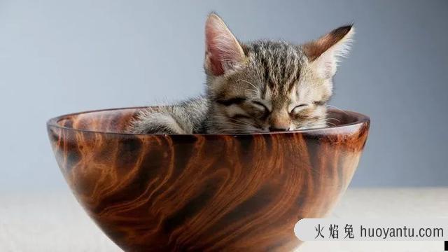 猫咪摇尾巴是什么意思(猫咪摇尾巴代表什么意思?)