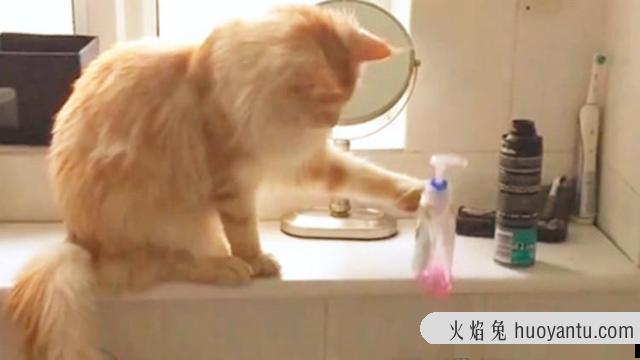 猫咪摇尾巴是什么意思(猫咪摇尾巴代表什么意思?)