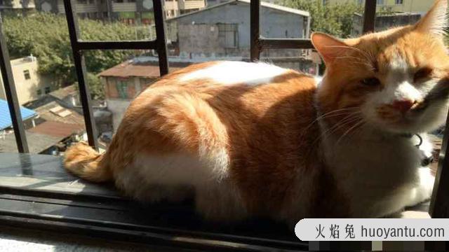 猫咪摇尾巴是什么意思(猫咪摇尾巴代表什么意思?)