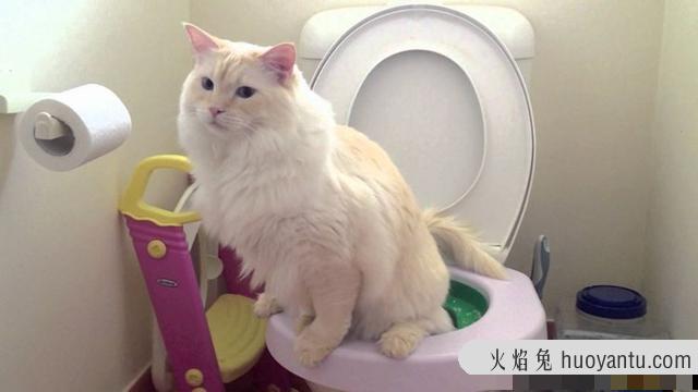 猫咪摇尾巴是什么意思(猫咪摇尾巴代表什么意思?)