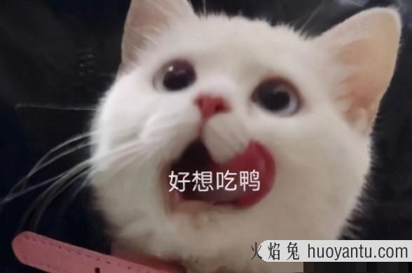 猫咪体内驱虫(猫咪体内驱虫注意事项)