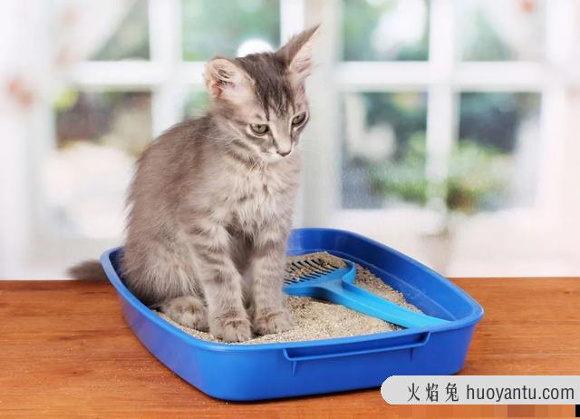 猫便秘吃益生菌有用吗(猫便秘吃什么最快排便)