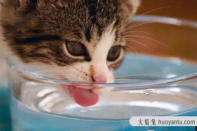 猫便秘吃益生菌有用吗(猫便秘吃什么最快排便)