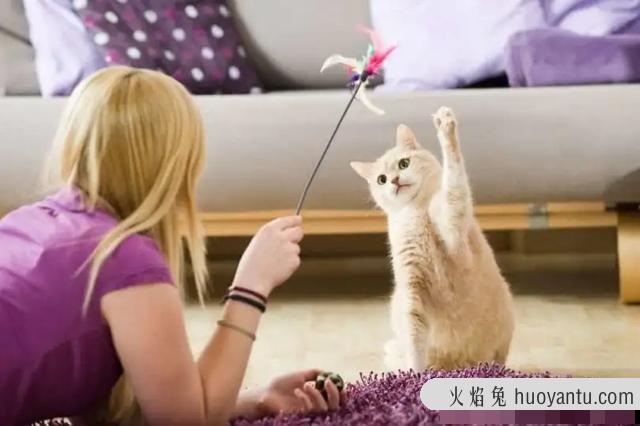 猫便秘吃益生菌有用吗(猫便秘吃什么最快排便)