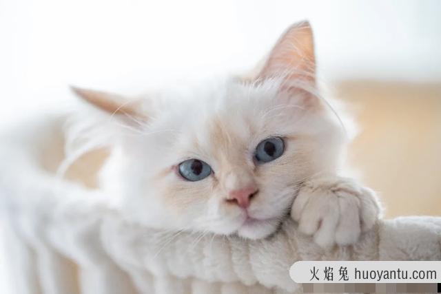 猫的正常体温是多少度(猫的体温一般是多少度)