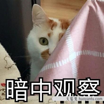 猫咪动作含义大全图(猫咪动作的含义图解)