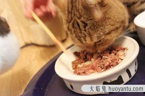 猫咪不爱喝水怎么办(夏天猫咪不爱喝水怎么办)