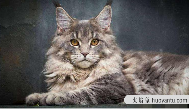 小猫品种(小猫品种大全及图片价格)