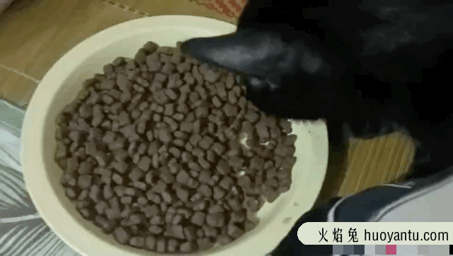 顽皮猫粮属于什么档次的(顽皮猫粮好吗)