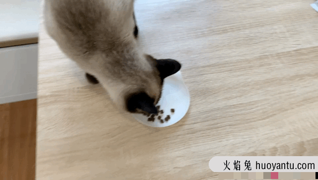 顽皮猫粮属于什么档次的(顽皮猫粮好吗)