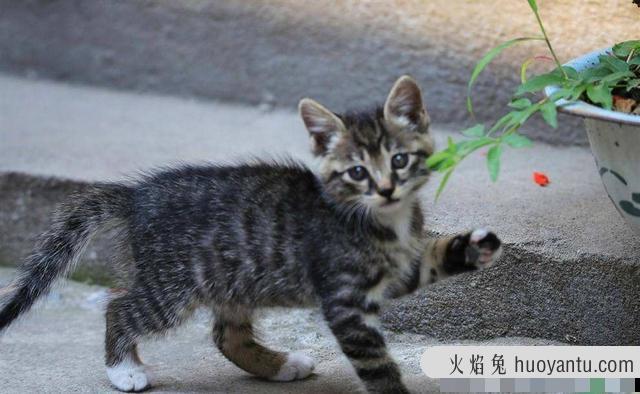 踏雪寻梅猫图片(踏雪寻梅猫是什么品种)