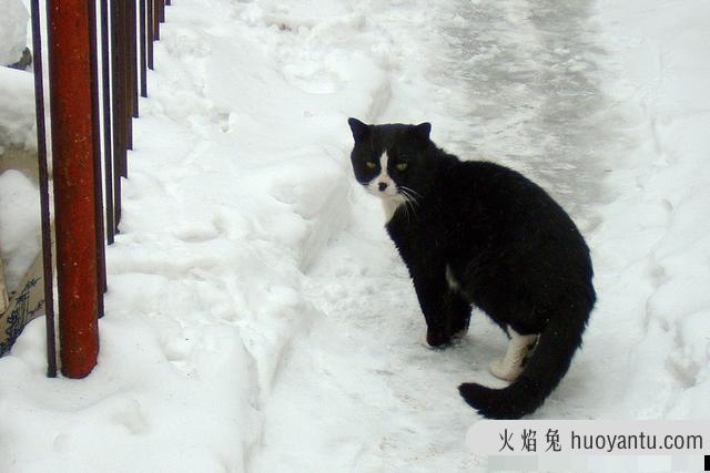 踏雪寻梅猫图片(踏雪寻梅猫是什么品种)