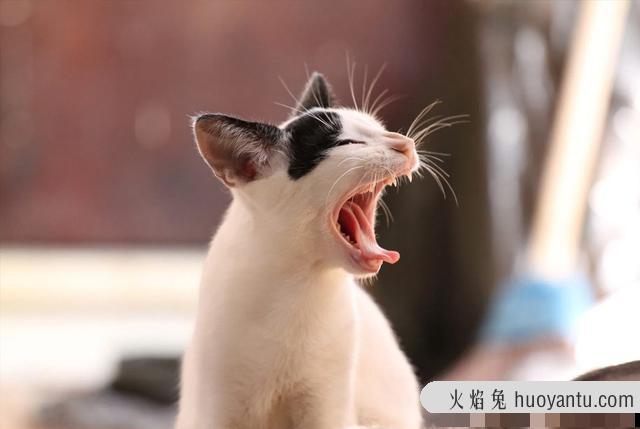 猫哮喘的症状是什么(猫哮喘会自愈吗)