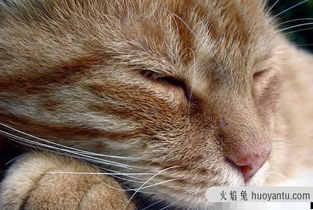 猫哮喘的症状是什么(猫哮喘会自愈吗)