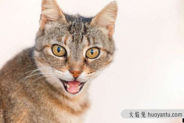 猫哮喘的症状是什么(猫哮喘会自愈吗)