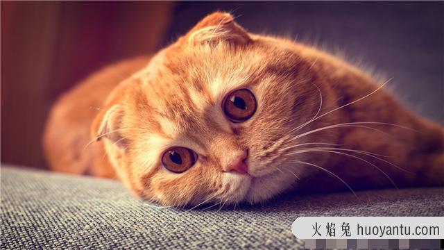 猫为什么怕水(猫为什么怕水不敢洗澡)