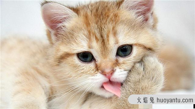 猫为什么怕水(猫为什么怕水不敢洗澡)