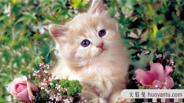 猫为什么怕水(猫为什么怕水不敢洗澡)