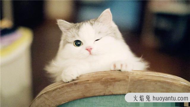 猫为什么怕水(猫为什么怕水不敢洗澡)