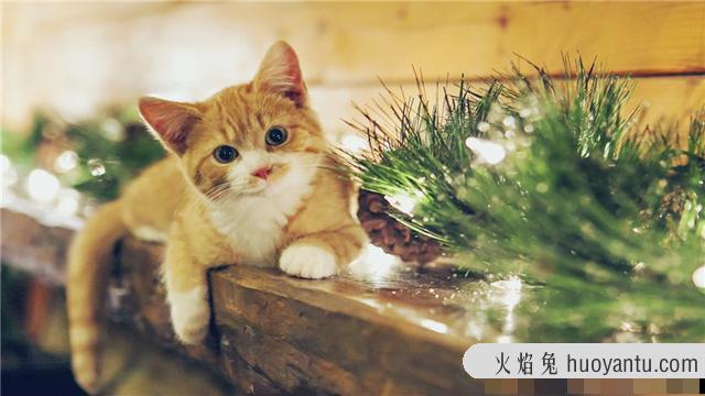 猫为什么怕水(猫为什么怕水不敢洗澡)