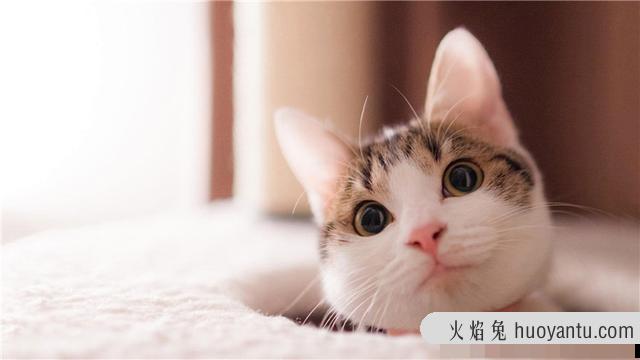 猫为什么怕水(猫为什么怕水不敢洗澡)