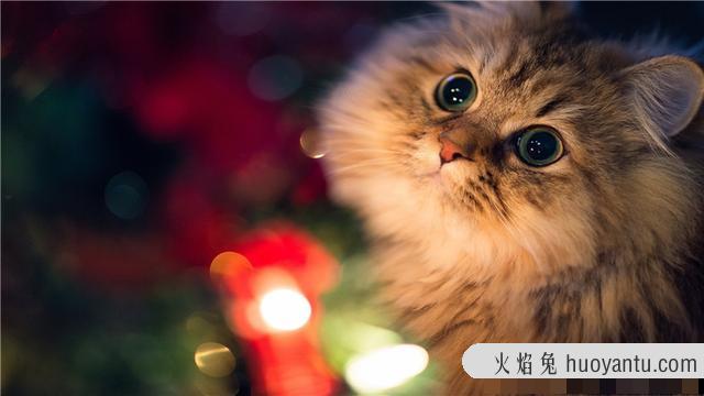 猫为什么怕水(猫为什么怕水不敢洗澡)