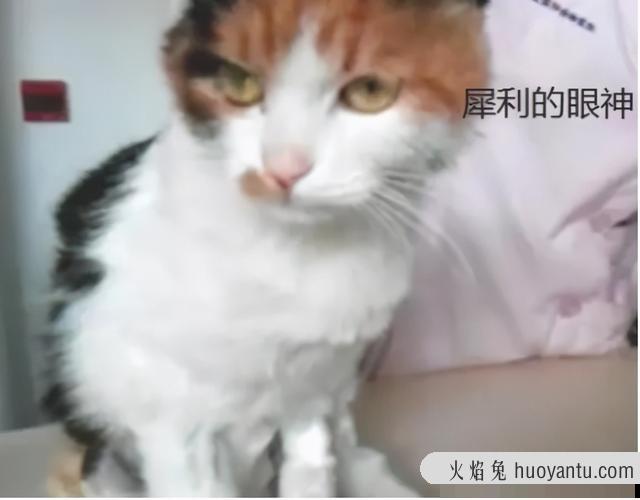 母猫涨奶硬块多久会消(小猫断奶母猫涨奶硬块多久会消)