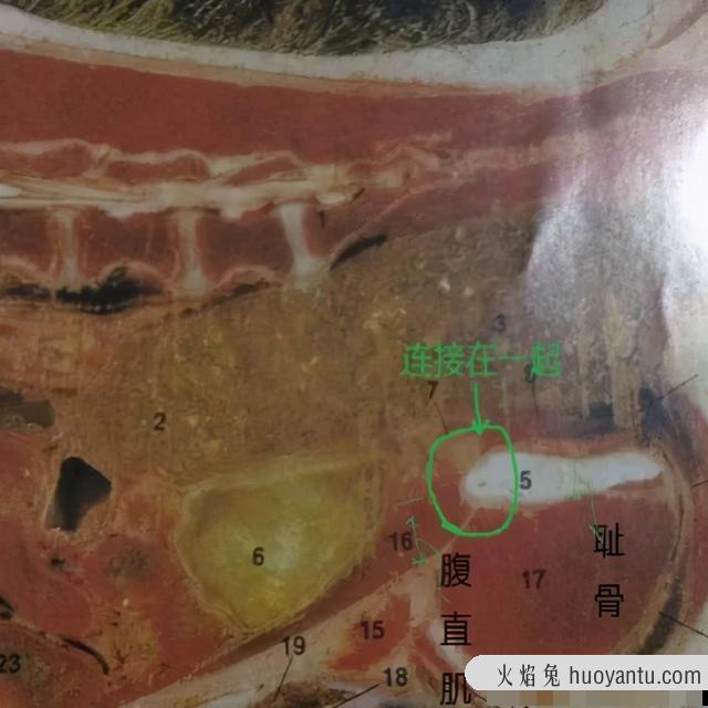 母猫涨奶硬块多久会消(小猫断奶母猫涨奶硬块多久会消)