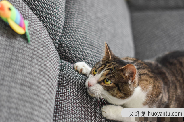 猫突然变得亢奋乱跑(猫突然变得亢奋乱跑还想咬人咋办)