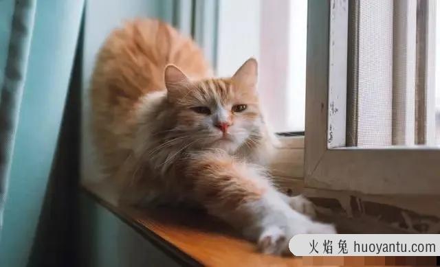 炸毛猫(炸毛猫图片)