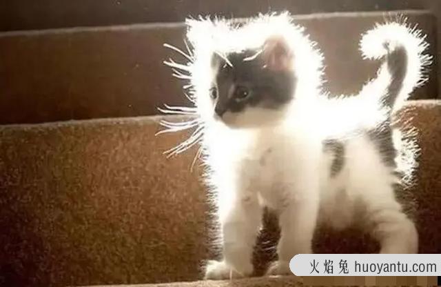 炸毛猫(炸毛猫图片)