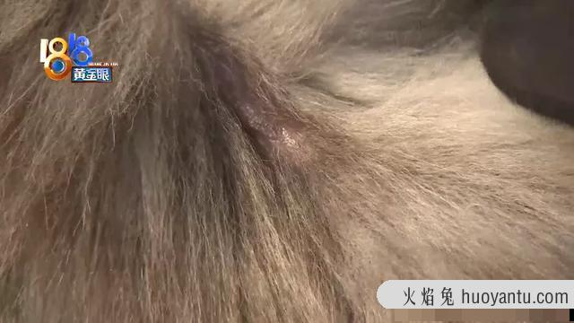 猫咪油尾巴(猫咪油尾巴怎么造成的)