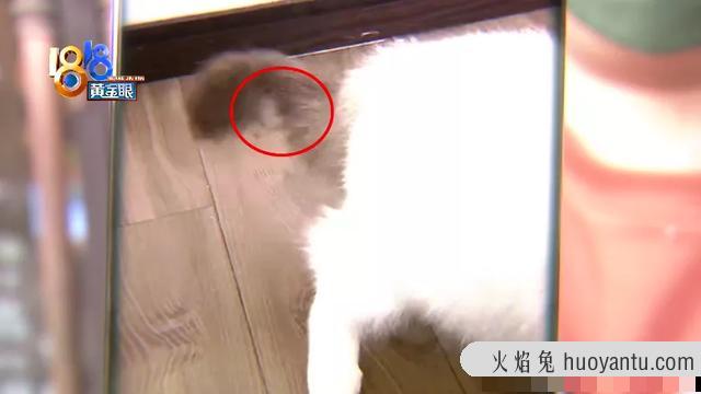 猫咪油尾巴(猫咪油尾巴怎么造成的)