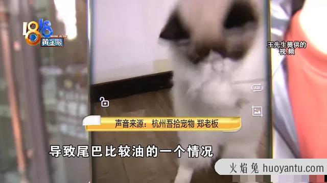 猫咪油尾巴(猫咪油尾巴怎么造成的)