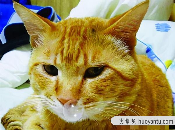 猫哭是因为伤心吗(猫哭了是伤心吗)