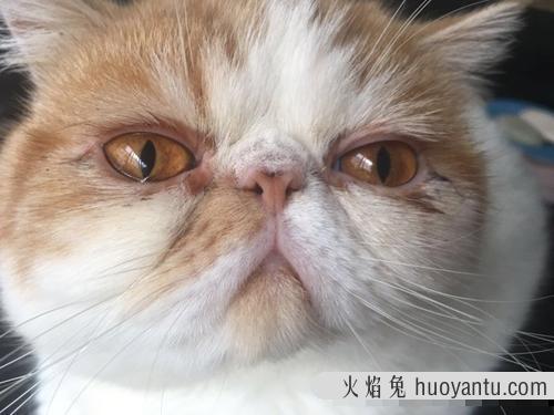 猫咪眼睛的分泌物怎么清理(猫咪眼睛分泌物用什么擦)