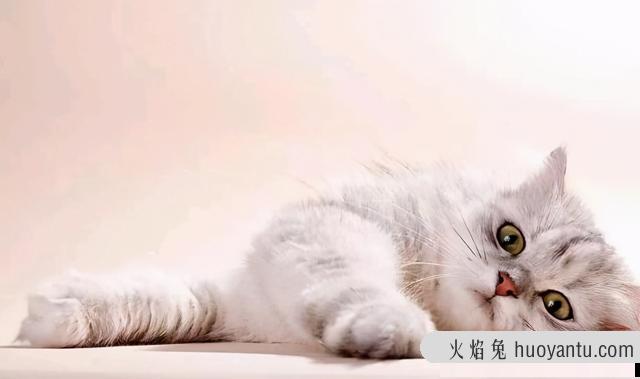 猫咬人但是不用力咬(猫咬人但是不用力咬表示什么)