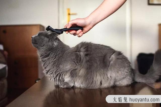 最不掉毛的猫排名(最不掉毛的猫排行榜)