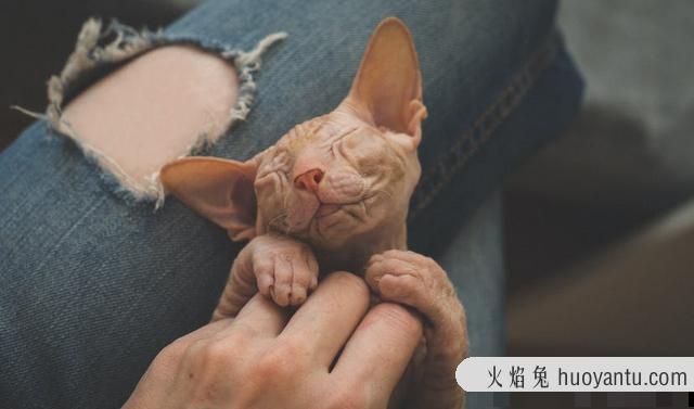 最不掉毛的猫排名(最不掉毛的猫排行榜)