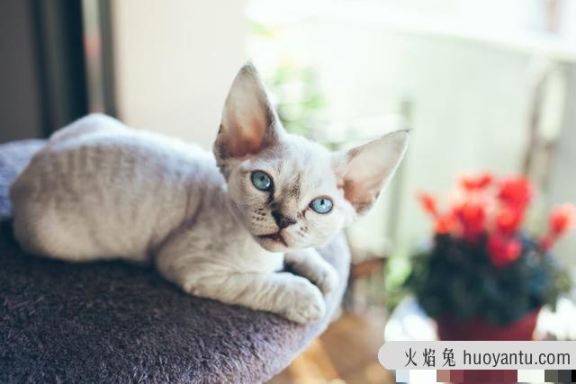 最不掉毛的猫排名(最不掉毛的猫排行榜)