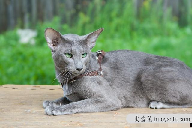 最不掉毛的猫排名(最不掉毛的猫排行榜)